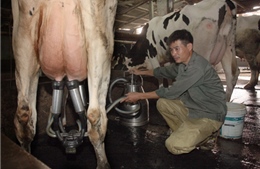Nông dân “điêu đứng” vì nuôi bò sữa tự phát